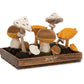 Wild Nature Chanterelle Mushroom