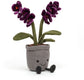 Amuseable Purple Orchid